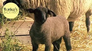 Burkes Backyard Suffolk Sheep Road Test [upl. by Akiemahs]