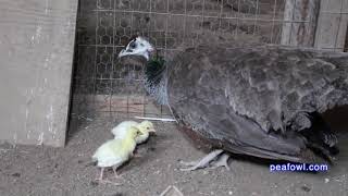 Peahen Cooing Sound Peacock Minute peafowlcom [upl. by Iamhaj]