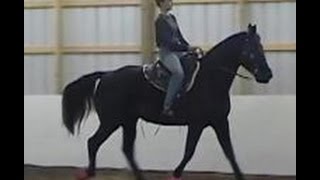 The Gaited Horse Gait Spectrum [upl. by Aneeuqahs635]