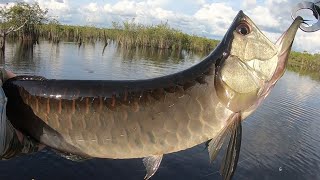 Silver Arowana Fishing In Amazon JUNGLE [upl. by Kcirrad]