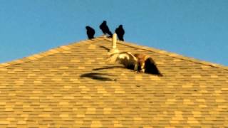 Crows fighting the Hawk [upl. by Leahcar570]