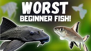 Top 7 WORST Beginner Fish BEWARE [upl. by Frazier]