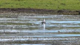 Tiger Fish kills crocodiles lunch duck [upl. by Roye928]