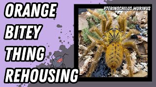 Orange Baboon Tarantula OBT Rehousing Pterinochilus murinus  StepbyStep Guide [upl. by Anaoy]