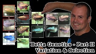 Part II Betta Genetics  Variation amp Selection [upl. by Esinned317]