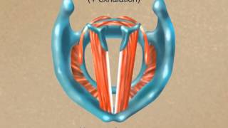 How the Larynx Produces Sound [upl. by Ehlke195]