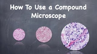 How To Use a Compound Microscope [upl. by Yerfdog]