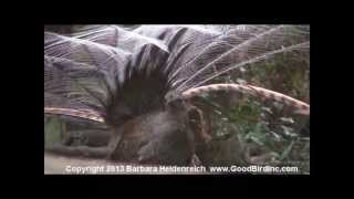 Awesome bird the Lyre Bird mimicking like crazy [upl. by Dunham945]