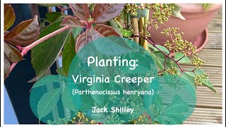 Planting Virginia Creeper Parthenocissus henryana  Jack Shilley [upl. by Claribel]