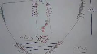 Fasciola hepatica and F Gigantica [upl. by Rodolph]