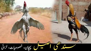 Sindhi Aseel Murgon Ke Pehchan سندھی اصیل Master Aseels [upl. by Treve]