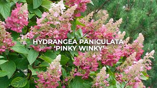 Hydrangea Paniculata Pinky Winky [upl. by Adranoel]