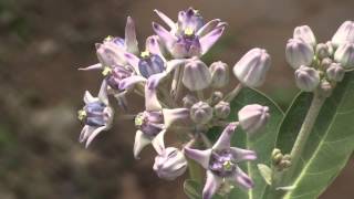 Calotropis gigantea crown flower [upl. by Llevert769]