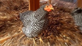 HELP Strange Sounds from our Hen Is this a normal Chicken Sound [upl. by Dimitris407]