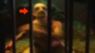 20 CREEPY Unknown Creatures Caught on Tape [upl. by Whang]