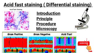 Acid fast staining part 3  Introduction  principal  Procedure  Microscopy [upl. by Fari]