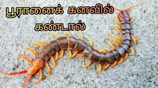 பூரானைக் கனவில் கண்டால் puranai kanavil kandal enna palan  centipede in dream  Anitas clips [upl. by Gerianne235]