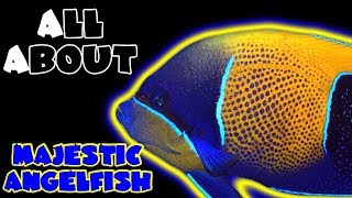 All About The Majestic Angelfish or Blue Girdled Angelfish [upl. by Toomin]