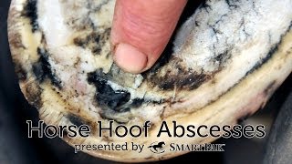 Horse Hoof Abscesses [upl. by Aihsenek851]