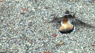 Momma Killdeer amp babies [upl. by Aneala823]