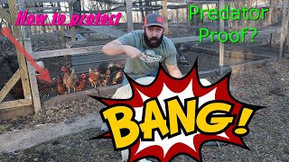 How to PROTECT chickens from PREDATORS  This thing works [upl. by Aileve]