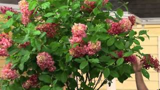 Cottage Farms Quickfire Tree Hydrangea with Dan Hughes [upl. by Charita]