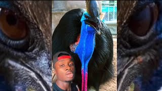 Cassowaries are truly the spawn of Satan [upl. by Violette]