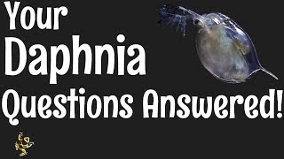 Daphnia Questions Answered [upl. by Metzger]