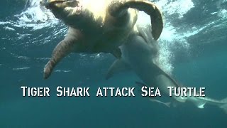 TIGER shark ATTACKS sea turtle  SHARKS [upl. by Tammie]