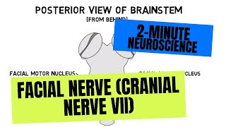 2Minute Neuroscience Facial Nerve Cranial Nerve VII [upl. by Anahsak679]