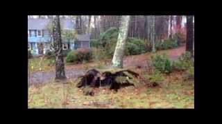 Trees Falling in Nature Compilation [upl. by Awra]