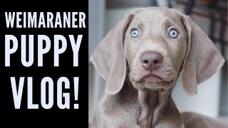 Davinci the Weimaraner  Morning Dog Vlog [upl. by Yennej]