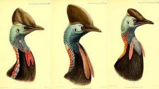 All Cassowary Species  Species List [upl. by Desdemona709]