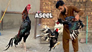 New Aseel murga aa gya 😱 [upl. by Anaujal421]