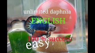 daphnia moina culture Easy way Unlimited production English  with sub Green water Chlorella [upl. by Akisej]