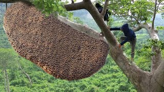 tree climbing skills without fear of heights harvesting honey from dangerous tall trees [upl. by Nilya]