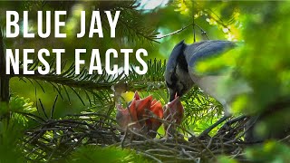 Blue Jay Nest Facts [upl. by Bellda473]