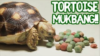 TORTOISE MUKBANG [upl. by Adnaugal]