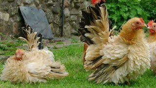 Frizzle Chickens  Docile Lawn Ornaments [upl. by Laughry711]