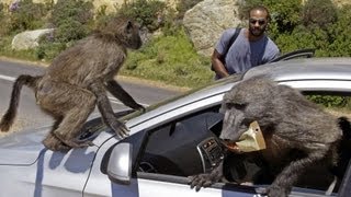 Baboon Wars  South Africa [upl. by Sirtimed]