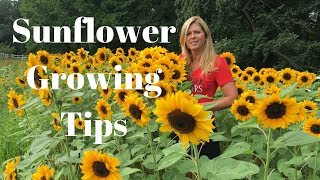 Sunflower Growing Tips [upl. by Nahseez]