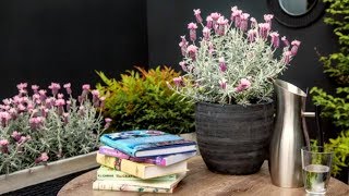 How to Grow Lavender  Mitre 10 Easy As Garden [upl. by Blinni]