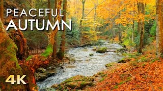 4K Autumn Forest  Relaxing Nature Video amp River Sounds  NO MUSIC  1 hour Ultra HD 2160p [upl. by Ahseken215]