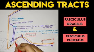 Ascending Tracts  2  Spinal Cord [upl. by Hawger]