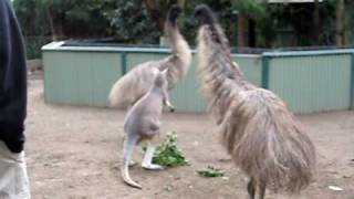 Kangaroo vs Emu FIGHT [upl. by Aip543]