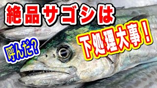 サゴシさばき方 サゴシ料理【塩焼き寿司】サゴシ捌き方から塩焼き、寿司まで調理します [upl. by Eruza]