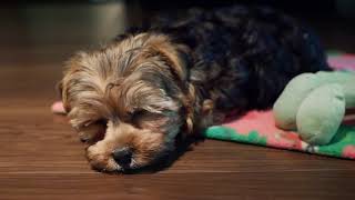 First Day Home  Yorkie Poo Puppy [upl. by Wendy213]