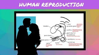 IGCSE BIOLOGY REVISION Syllabus 16 Human Reproduction [upl. by Fante]