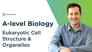 Eukaryotic Cell Structure amp Organelles  Alevel Biology  OCR AQA Edexcel [upl. by Nalon]