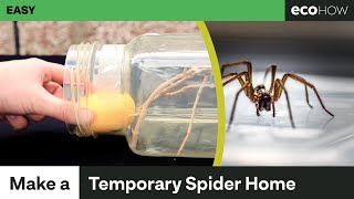 How to make a temporary spider enclosure [upl. by Affay115]